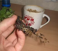 Фікус пуміла - фікус карликовий - догляд та вирощування (фікус) Фікус пуміла - фікус карликовий - догляд та вирощування