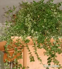 Фікус пуміла - фікус карликовий - догляд та вирощування (ficus pumila White) Фікус пуміла - фікус карликовий - догляд та вирощування