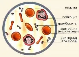 Фізіологія системи крові - реферат, сторінка 1 (крові) Фізіологія системи крові - реферат, сторінка 1