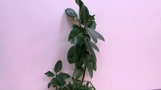 Фікус робуста догляд в домашніх умовах, фото (умовах) Фікус робуста догляд в домашніх умовах, фото