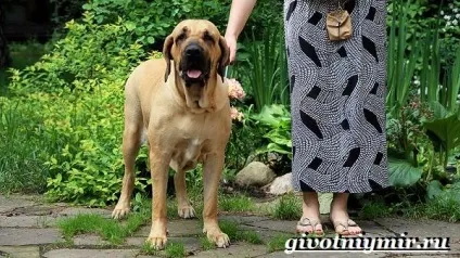 Філа бразилейро собака