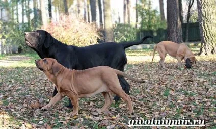 Філа бразилейро собака