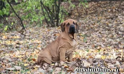 Філа бразилейро собака