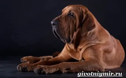 Філа бразилейро собака