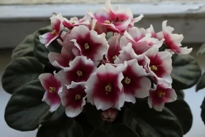 Фіалки сорти з назвами, з фото (сорти) Фіалки сорти з назвами, з фото