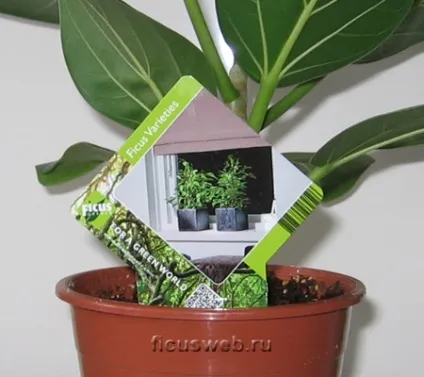 Фікус варіетіс ficus varieties