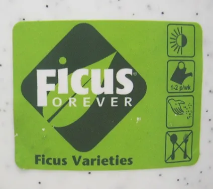 Фікус варіетіс ficus varieties