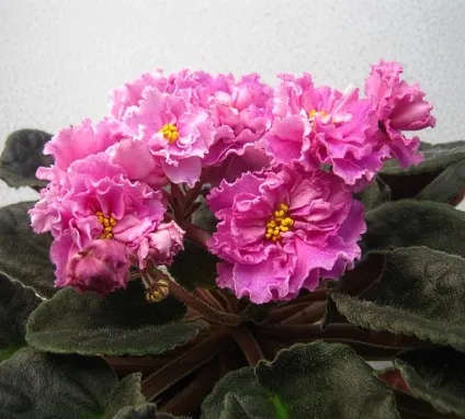 Фіалки сорти з назвами, з фото (сорти) Фіалки сорти з назвами, з фото