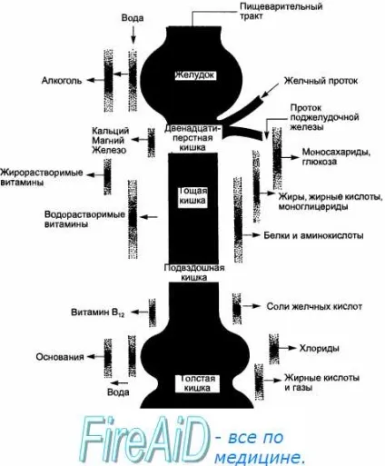 Фактори що впливають на системну доступність і біодоступність ліків (доступність) Фактори що впливають на системну доступність і біодоступність ліків