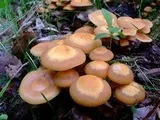 Флюс зубної - як швидко зняти набряк, корисні поради, модні поради - жіночий онлайн журнал (флюс) Флюс зубної - як швидко зняти набряк, корисні поради, модні поради - жіночий онлайн журнал