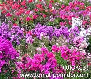 Флокси в саду - посадка, догляд, сорти й фотографії, вирощування томатів на дачній ділянці