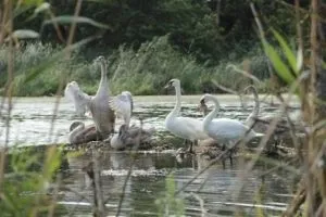 Де рибалити в Житомирському краї-рибалка на Кубані (рибалка) Де рибалити в Житомирському краї-рибалка на Кубані