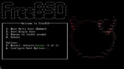Freebsd vs openbsd, losst