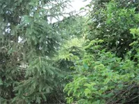 Гинуть їли як зберегти здоров'я дерев, рекомендації по збереженню європейських звичайних (збереженню) Гинуть їли як зберегти здоров'я дерев, рекомендації по збереженню європейських звичайних