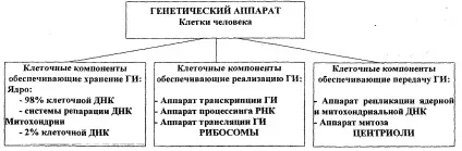 Генетичний апарат клітини людини (клітини) Генетичний апарат клітини людини