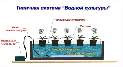 Гідропоніка в домашніх умовах, будинок і сад (гідропоніка) Гідропоніка в домашніх умовах, будинок і сад