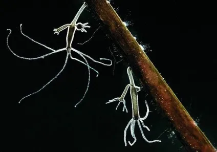 Гідри, гідра (hydra), поліпи спосіб життя гідр харчуються будова щупальця жалкі клітини (гідри) Гідри, гідра (hydra), поліпи спосіб життя гідр харчуються будова щупальця жалкі клітини