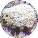Голубці зі свіжої капусти (капусти) Голубці зі свіжої капусти