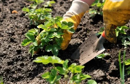 Голландська технологія вирощування полуниці - особливості і плюси методу (вирощування полуниці в теплиці голландська технологія) Голландська технологія вирощування полуниці - особливості і плюси методу