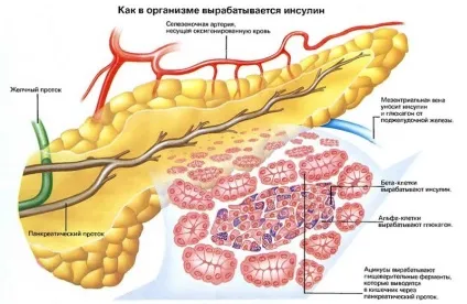 Гормон, що знижує рівень цукру і регулює вміст глюкози в крові (рівень) Гормон, що знижує рівень цукру і регулює вміст глюкози в крові