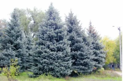 Блакитна ялина посадка і догляд, фото (діаметр крони може становити) Блакитна ялина посадка і догляд, фото