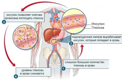Гормон, що знижує рівень цукру і регулює вміст глюкози в крові (гормон) Гормон, що знижує рівень цукру і регулює вміст глюкози в крові