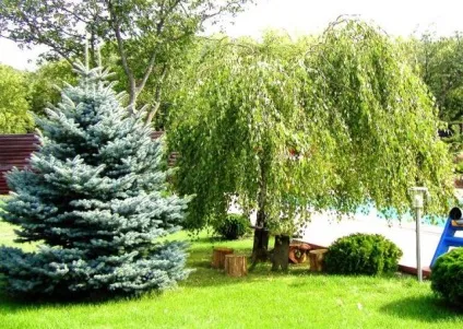 Блакитна ялина посадка і догляд, фото (діаметр крони може становити) Блакитна ялина посадка і догляд, фото