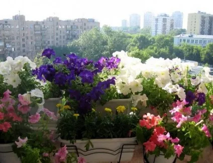 Горщики на балкон для квітів навісні та інші конструкції (горщики) Горщики на балкон для квітів навісні та інші конструкції