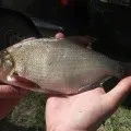 Готуємо прикорм на ляща - варимо салапінскую кашу (ляща) Готуємо прикорм на ляща - варимо салапінскую кашу