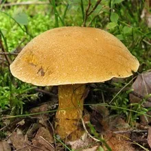 гриби маслюки