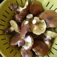 гриби маслюки