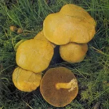 гриби маслюки