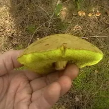 гриби маслюки
