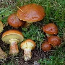 гриби маслюки