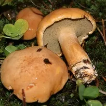 гриби маслюки