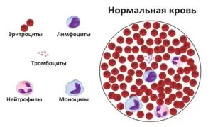 Гранулоцити крові - що це і яка норма (норма) Гранулоцити крові - що це і яка норма