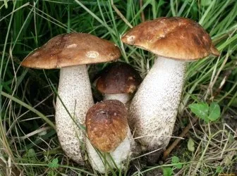 гриби маслюки