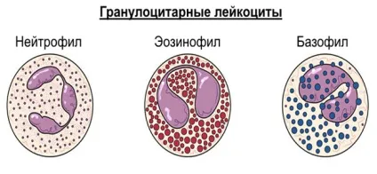 Гранулоцити крові - що це і яка норма (норма) Гранулоцити крові - що це і яка норма