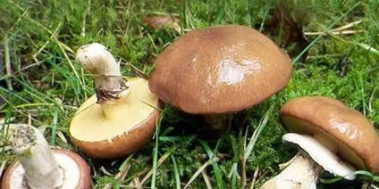 гриби маслюки