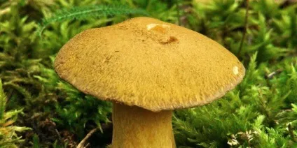 гриби маслюки