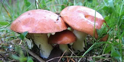 гриби маслюки