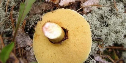 гриби маслюки