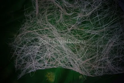 Гриби своїми руками