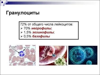 Гранулоцити крові - що це і яка норма (крові) Гранулоцити крові - що це і яка норма