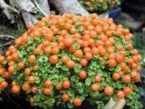 Інсектицид карбофос - інструкція застосування препарату, сумісність, зберігання карбофоса, дія (застосування) Інсектицид карбофос - інструкція застосування препарату, сумісність, зберігання карбофоса, дія