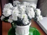 Інсектицид актеллик - інструкція застосування препарату, сумісність, зберігання актеллика, дія (препарату) Інсектицид актеллик - інструкція застосування препарату, сумісність, зберігання актеллика, дія