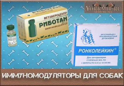 Імуномодулятори для собак, коли призначають, короткий огляд (призначають) Імуномодулятори для собак, коли призначають, короткий огляд