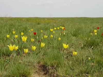 Цікаві факти про найпопулярніші кольорах - енциклопедія квітів (популярних) Цікаві факти про найпопулярніші кольорах - енциклопедія квітів