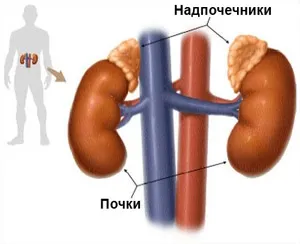 Як роблять узі нирок і надниркових залоз