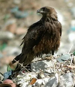 Сибірський чорний шуліка (milvus korschun lineatus) шуліка сибірський чорний, ареал характер (сибірський) Сибірський чорний шуліка (milvus korschun lineatus) шуліка сибірський чорний, ареал характер